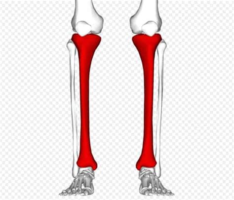 The gastrocnemius and soleus muscles taper and merge at the base of the calf muscle. Pain Between Knee and Shin | IYTmed.com