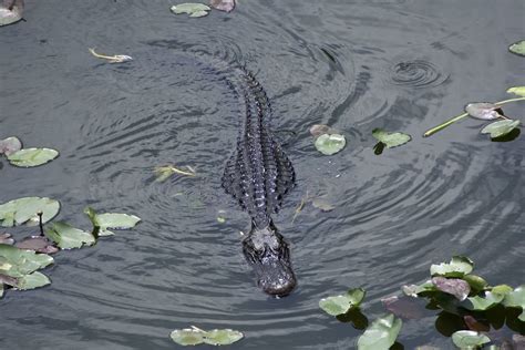 American Alligator Alligator Mississippiensis See More I Flickr