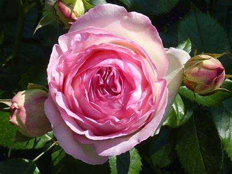 Rosier Pierre De Ronsard Ou Eden Rose Grimpant Pot C4 Central Jardin