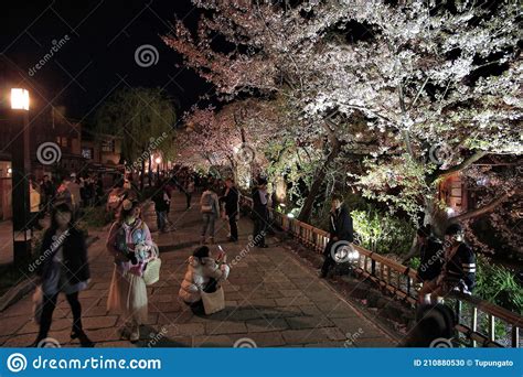 Gion Cherry Blossoms Editorial Image Image Of Tourist 210880530