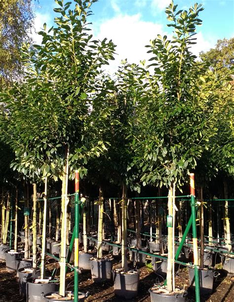 Prunus laurocerasus - Practicality Brown