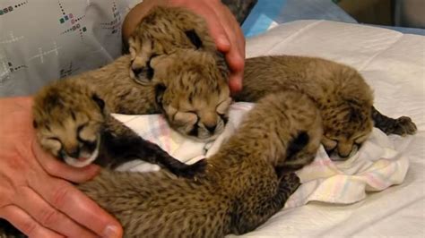 Adorable Video Shows Cheetah Cubs Being Cared For At