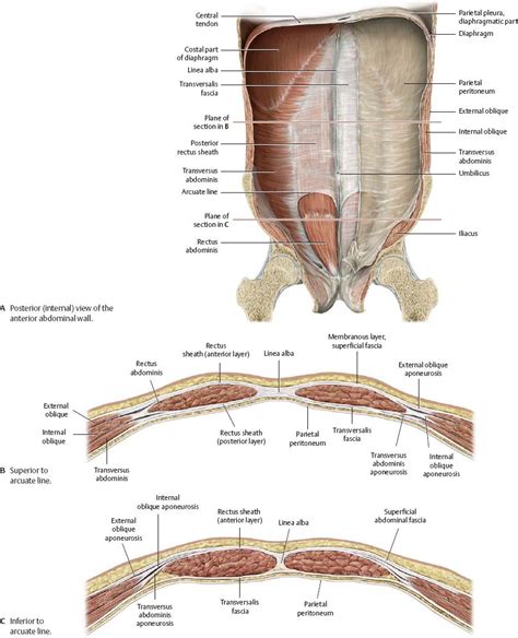 Abdominal Muscles Anatomy Abdominal Muscles Anatomy M