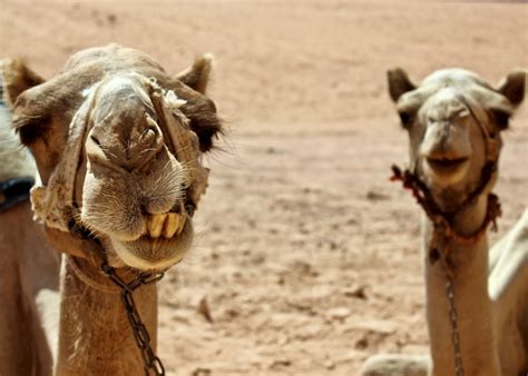 Camels' humps consist of stored fat, which they can metabolize when food and water is scarce. Camel riding in the Wadi Rum, Jordan | Audley Travel