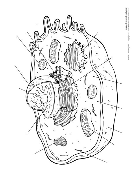 Blank Animal Cell Diagram Tim Van De Vall