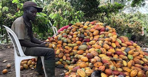 Ivory Coast Ghana Step Up Efforts To Reform Cocoa Industry Set 400