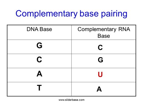 What Are The Dna Base Pairing Rules Peatix