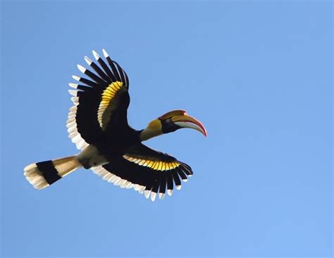 Great Hornbill Flying Pretty Birds Beautiful Birds Pet Birds