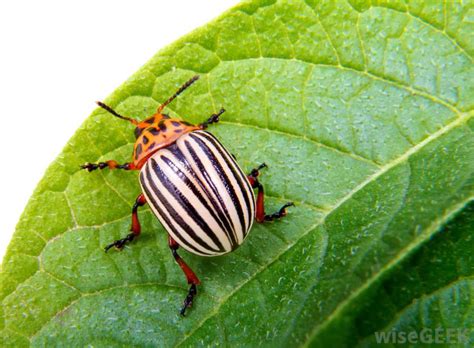 If a pesticide is needed, it's likely safer to let the pro spray your home. What is a Pest Exterminator? (with pictures)