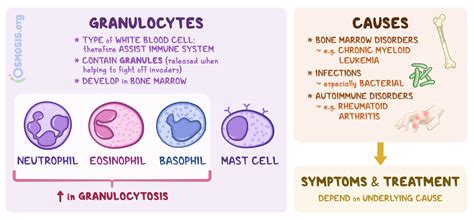 Granulocytosis What Is It Causes Treatments And More Osmosis