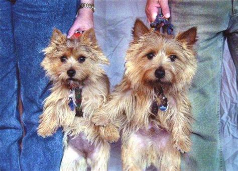 Although its main role wasn't for hunting purposes, the norwich was used to since the norwich terrier is a willful breed, training should start as soon as your puppy comes home. Mrs. Puppies Pictures and Information