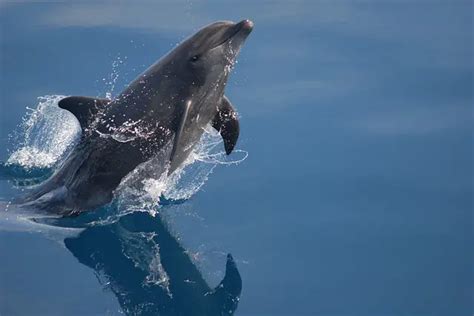 Bottlenose Dolphin Facts For Kids Bottlenose Dolphin Habitat And Diet