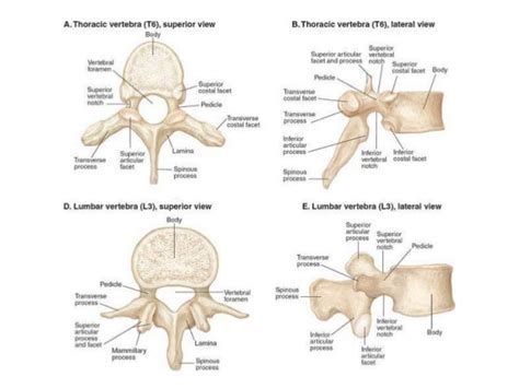 Lumbar Anatomy Vertebrae Anatomy Structure