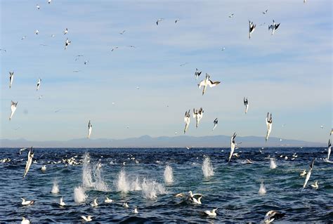 In particular, january is the month when the most ships run in. Sardine Run Boat Cruise - Port Elizabeth