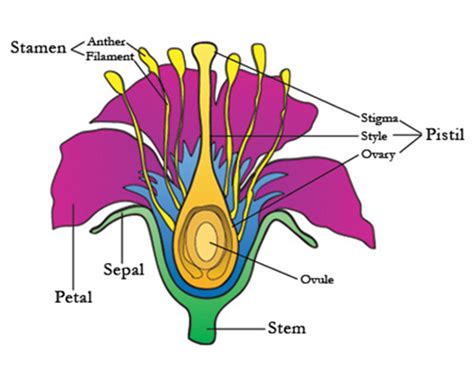The male parts of the flower (each consists of an anther held up on a filament). Adventures in Field Botany / Flower Anatomy