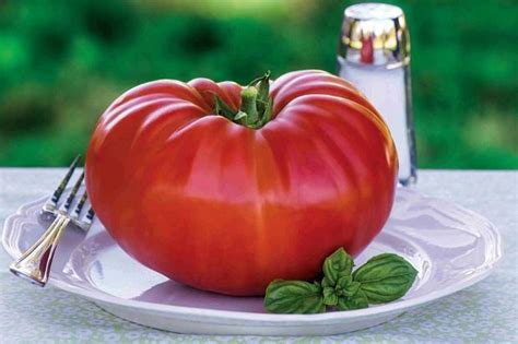 Vegetable Tomato Gigantomo F1 Premier Seeds Direct