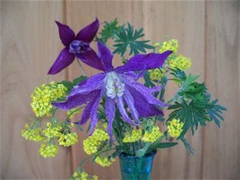 Watch as this new item beautifully blooms open and. Clematis as Cut Flowers