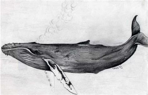 Choose your favorite humpback whale drawings from 76 available designs. Pin on tattoo