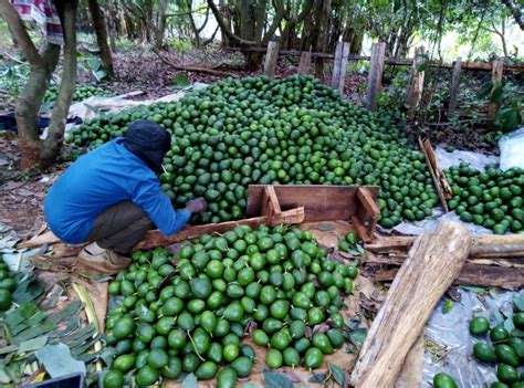 Challenges Of Avocado Farming Oxfarm