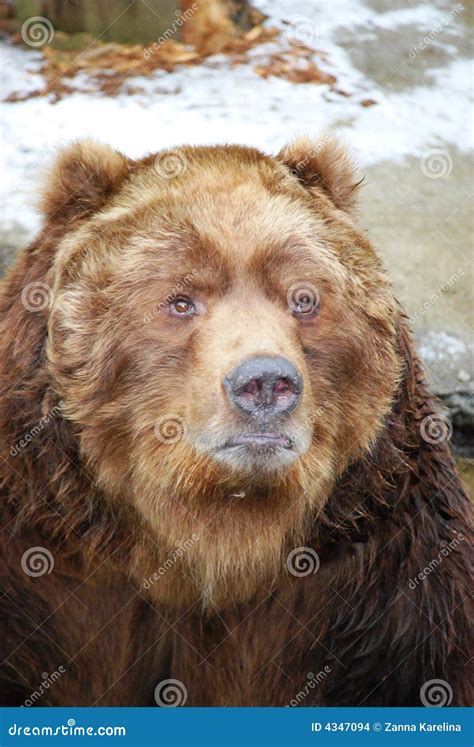 Grizzly Bear Portrait Stock Photo Image Of Guard Bear 4347094