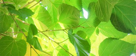 A Herb You Must Meet Mulberry Leaf - GreenSilk Professional High-Grade