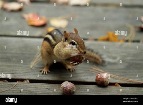 Cute Chipmunk Eating Acorn Hi Res Stock Photography And Images Alamy