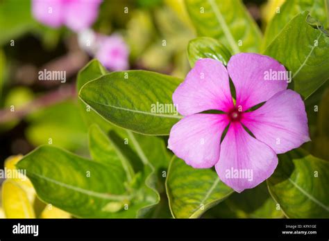 Catharanthus Roseus Flowers Also Known As Rosy Periwinkle Madagascar
