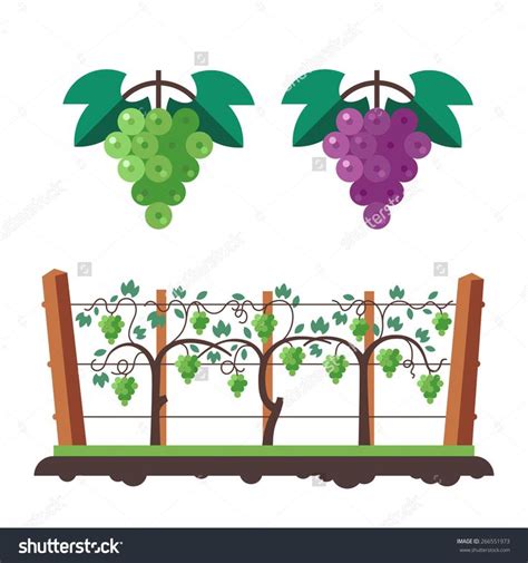 Grapes And Vineyard Flat Vector Illustration 266551973