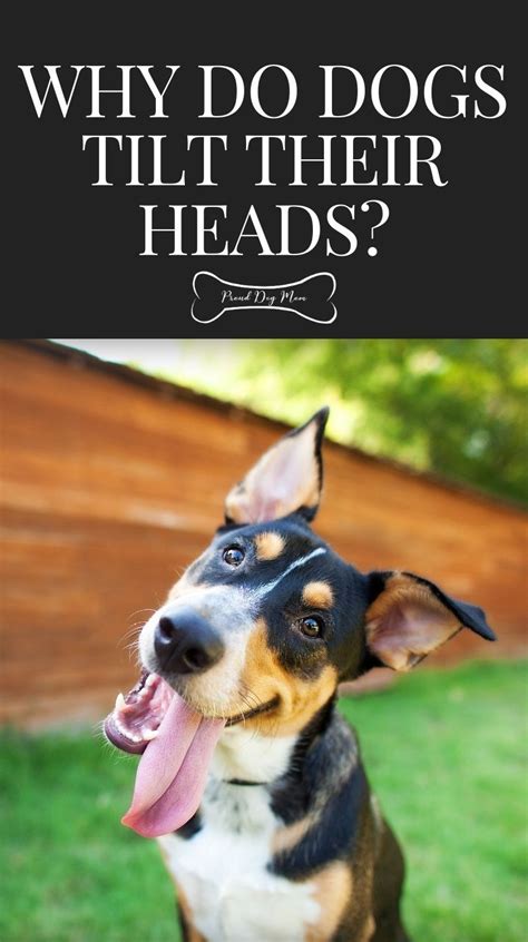Why Do Dogs Tilt Their Heads Proud Dog Mom In 2021 Puppy Training
