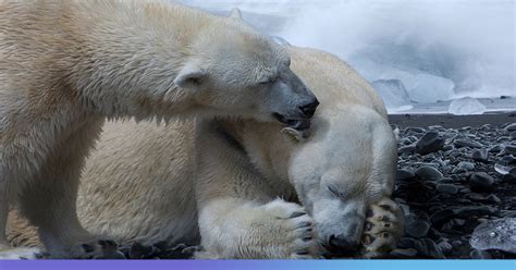 Polar Bears May Go Extinct By 2100 Due To Global Warming Study