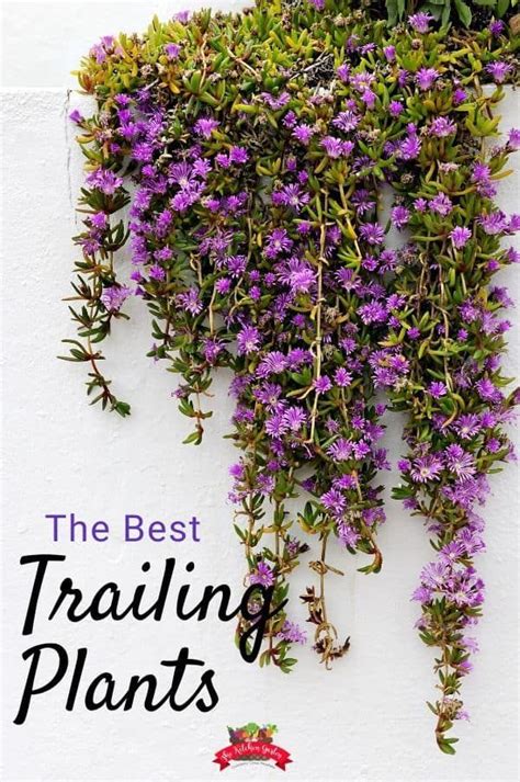 The Best Trailing Plants Hanging Plants Outdoor Plants For Hanging