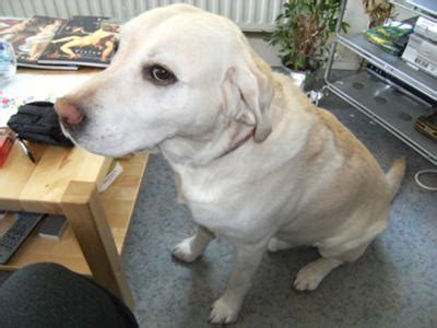 Rice is the staple of the diet, consumed in some form in almost every meal. Chicken Rice Diet for Dog Diarrhea?