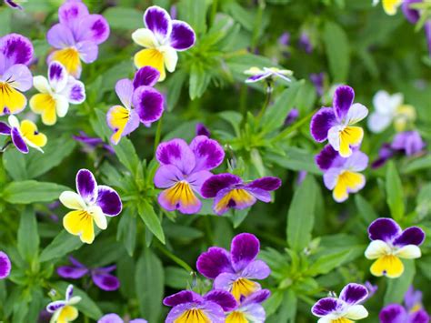 Viola Tricolor Heartsease World Of Flowering Plants