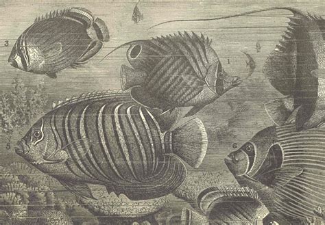 Pin On Antique Sea Life Prints