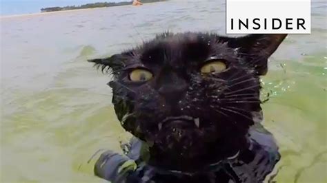 Cat Can T Get Enough Of Swimming At The Beach Youtube