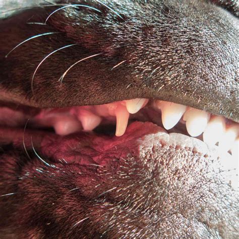 What To Do If Your Adult Dog Still Has Its Baby Teeth