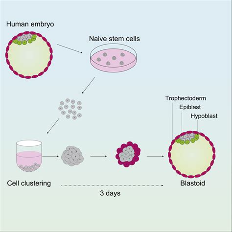 Naive Stem Cell Blastocyst Model Captures Human Embryo Lineage