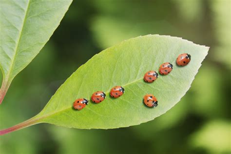 Garden Insect Pests and What to Do About Them