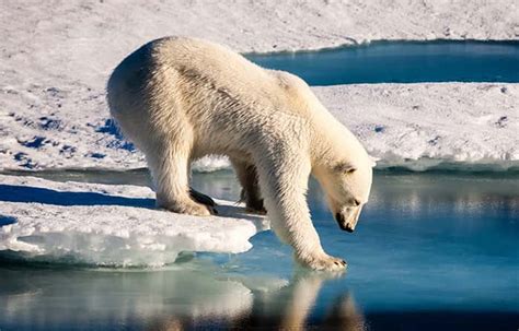 How Can We Save Polar Bears Male Polar Bears Make Slipping The Only