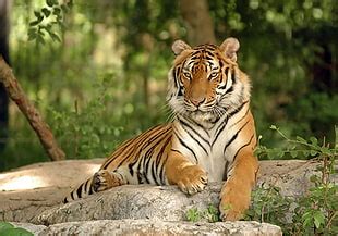 Bengal Tiger Hd Wallpaper Wallpaper Flare