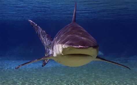 Sharks and dolphins have shared the ocean for millions of years but it hasn't been friendly! Bull Shark l Most Aggressive - Our Breathing Planet