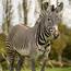 Zebra  Grevys Meet Our Animals Chester Zoo Zebras