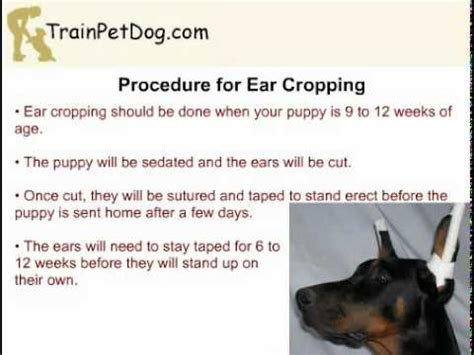 Different breeds might recommend cropping at different. Miniature Pinscher - Docking Tail and Ear Cropping - YouTube