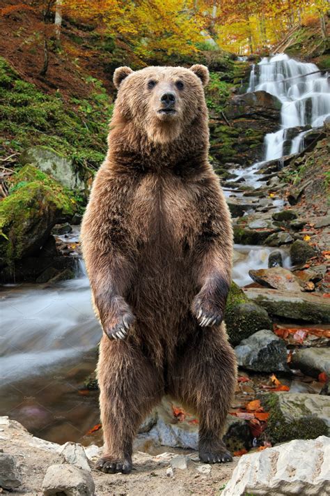 Big Brown Bear Standing On His Hind High Quality Animal Stock Photos
