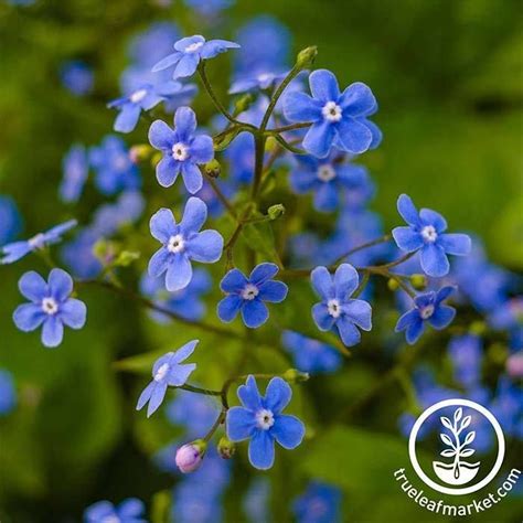 2nd Year Maturity Forget Me Not Sylvatica Seeds Promise An Authentic