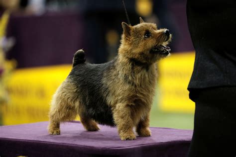 Scenes From The 2017 Westminster Dog Show The Atlantic