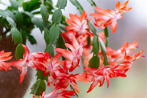 Christmas Cactus Soil What To Use Gardening Heavn