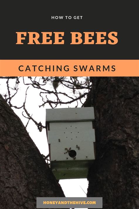 How To Get Free Bees By Catching Swarms Using Bait Hives Or Swarm Traps