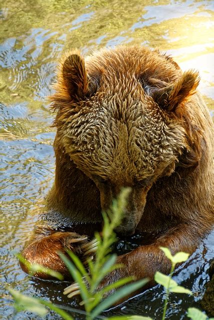 Bear Brown Wild Free Photo On Pixabay Pixabay