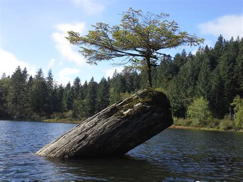 Fairy Lake Port Renfrew Vancouver Island Renfrew Best Places To